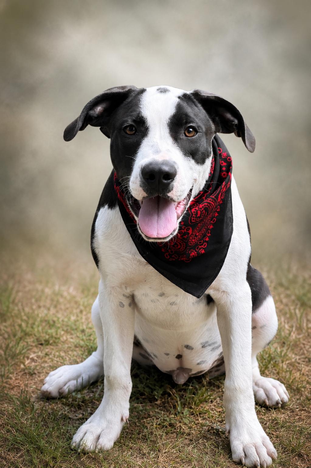Marco Polo, ADOPTABLE, Young Male Labrador Retriever & Bulldog.