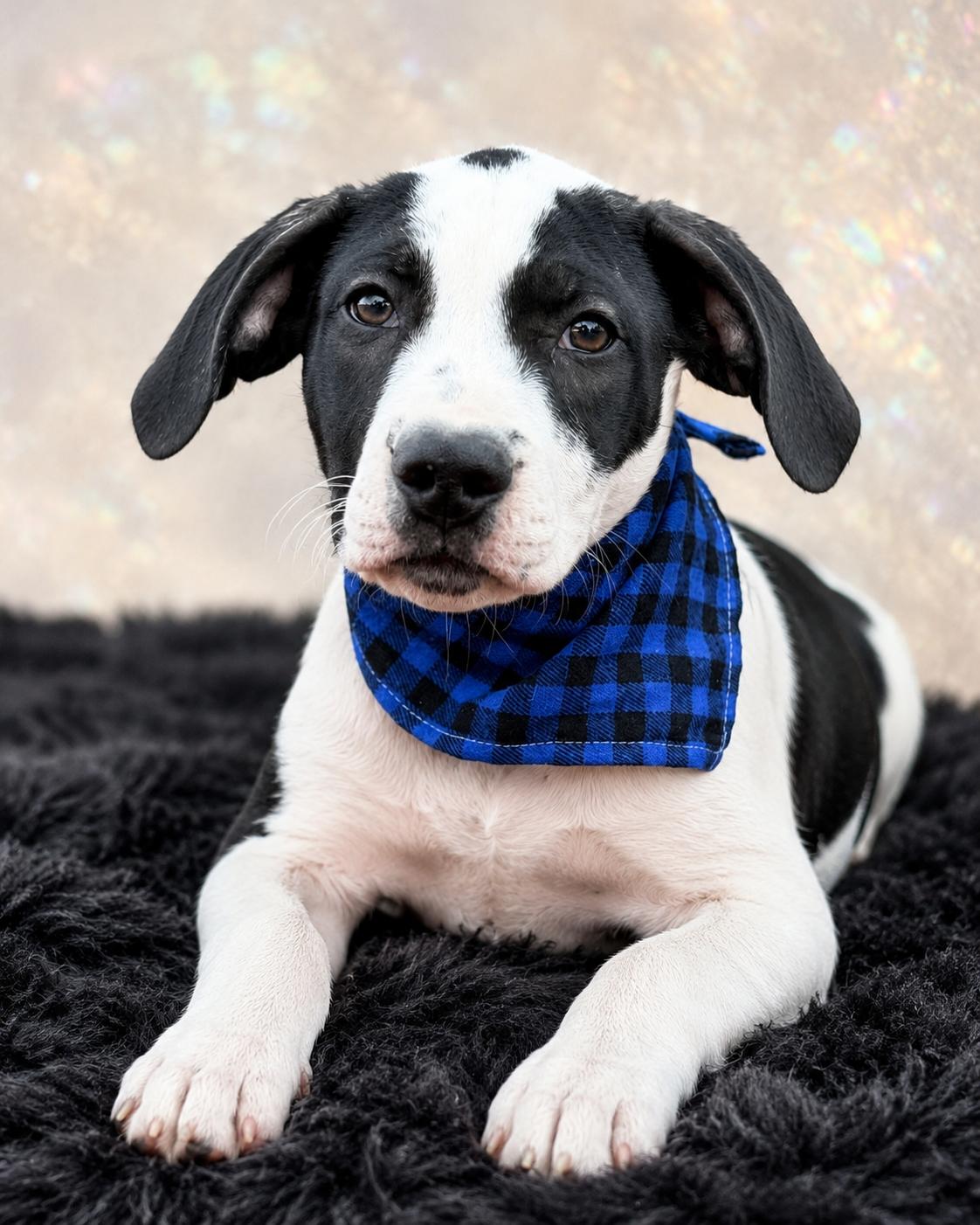 Marco Polo, a ADOPTABLE mixed breed in Jacksonville, FL image 1/3