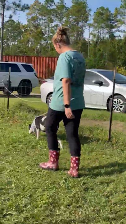 Enlarge Marco Polo, a Adoptable mixed breed in Jacksonville, FL video 2/6