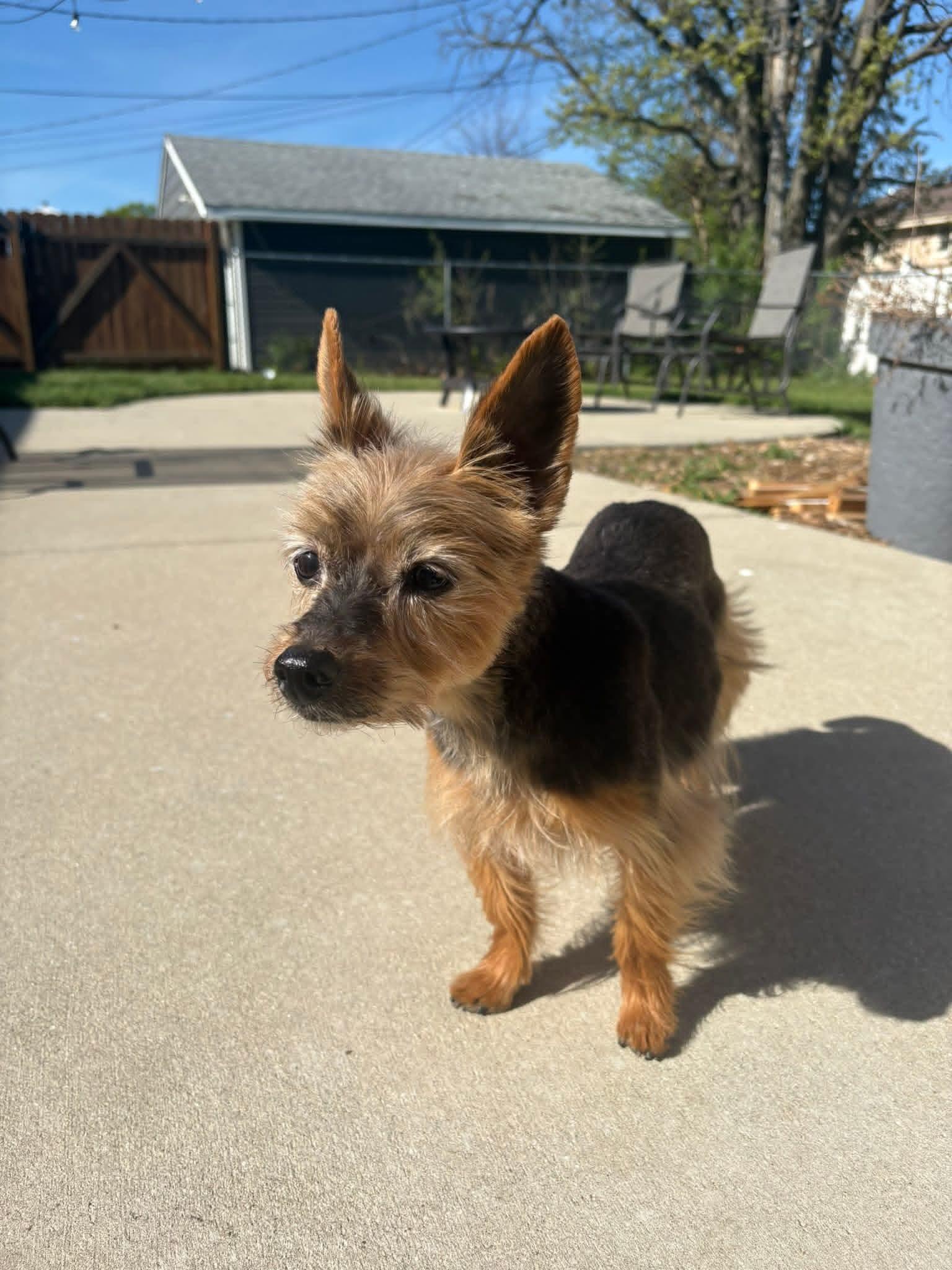 Enlarge Probee 275, a ADOPTABLE mixed breed in Milwaukee, WI image 4/6