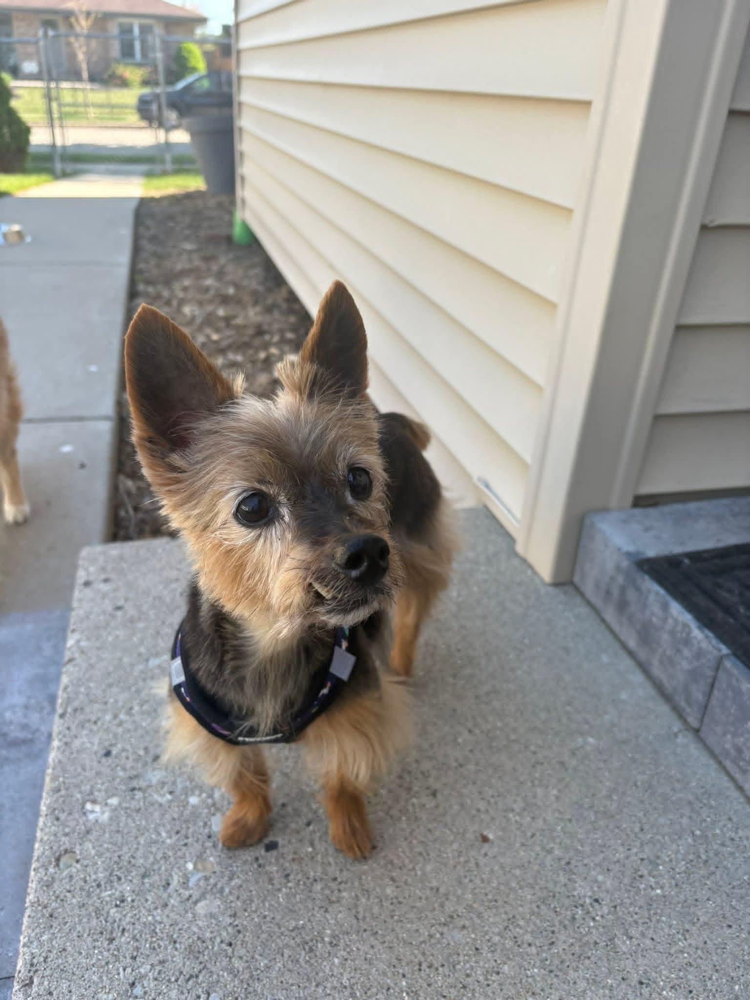 Probee 275, ADOPTABLE, Senior Male Yorkshire Terrier.