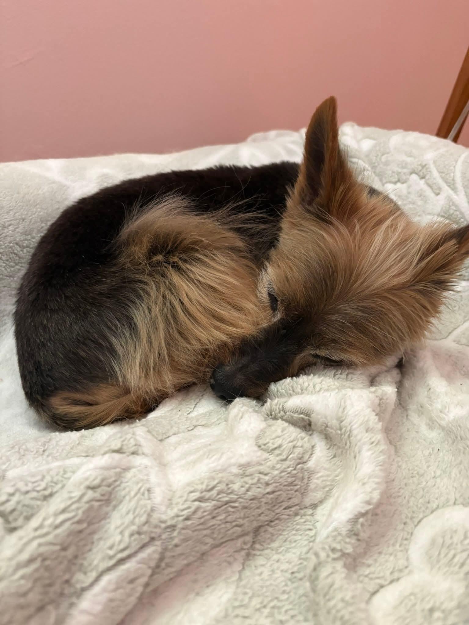 Enlarge Probee 275, a ADOPTABLE mixed breed in Milwaukee, WI image 3/6