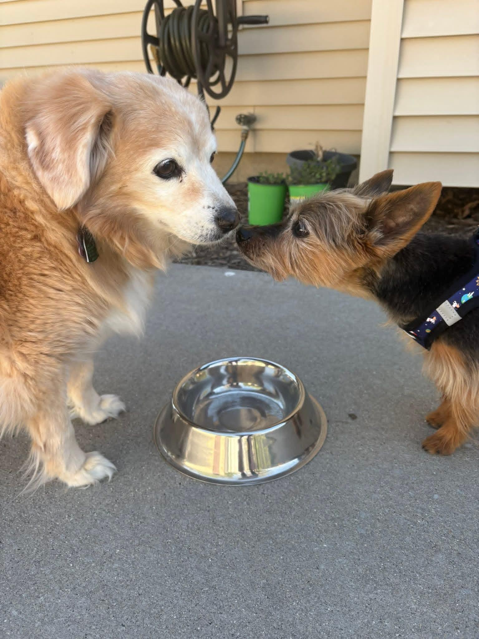 Enlarge Probee 275, a ADOPTABLE mixed breed in Milwaukee, WI image 2/6