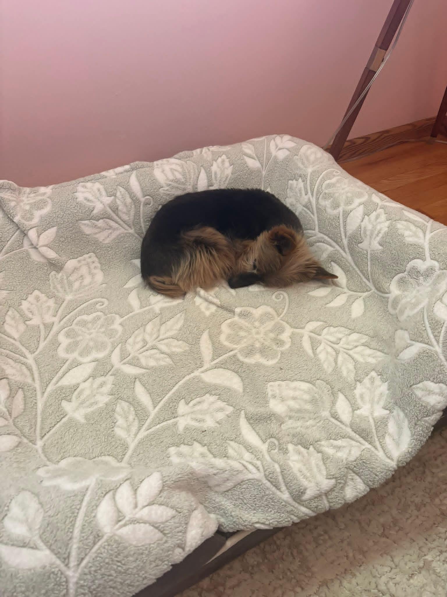 Enlarge Probee 275, a ADOPTABLE mixed breed in Milwaukee, WI image 6/6