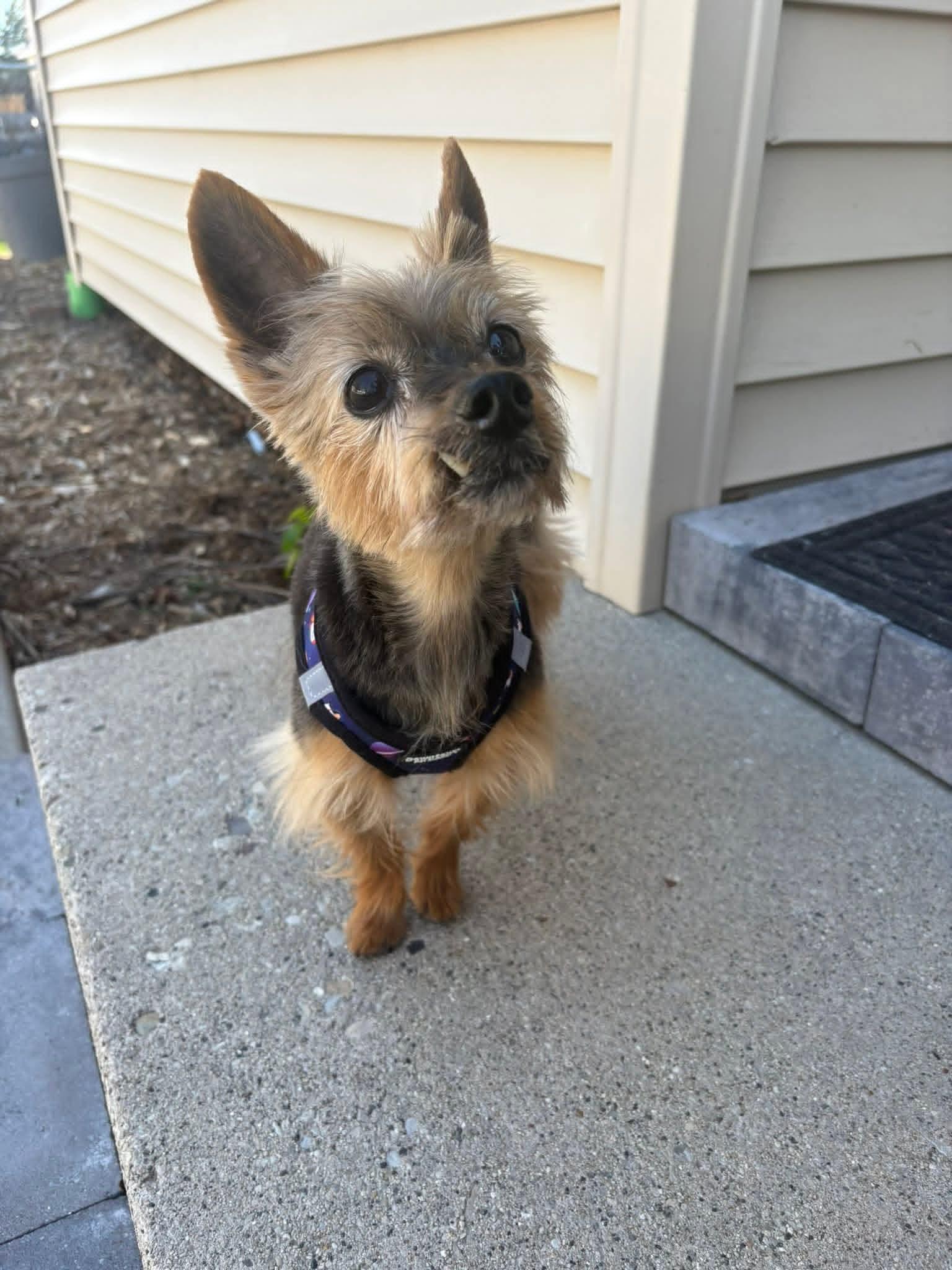 Enlarge Probee 275, a ADOPTABLE mixed breed in Milwaukee, WI image 5/6