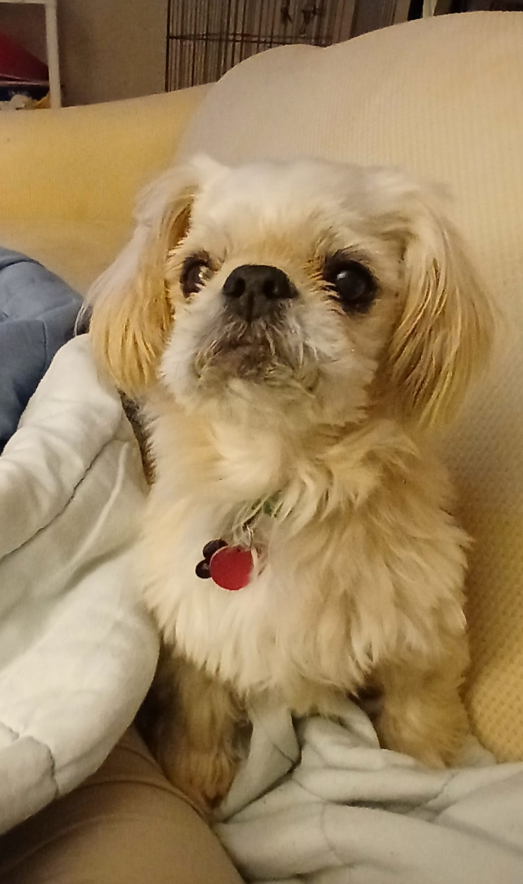 Enlarge Bucky, a Adopted Shih Tzu in Baldwin, MD image 1/1