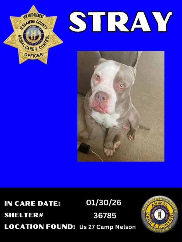 Fergie, Adoptable, Adult Female American Bulldog & Pit Bull Terrier.