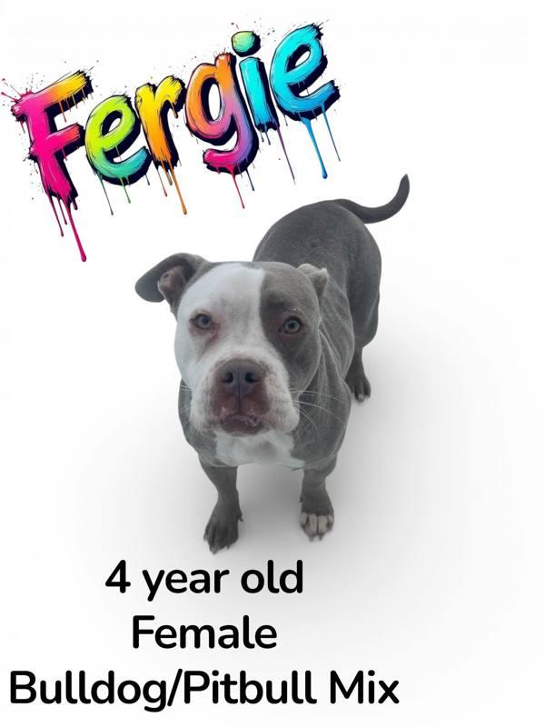 Fergie, a Adoptable mixed breed in Nicholasville, KY image 2/2