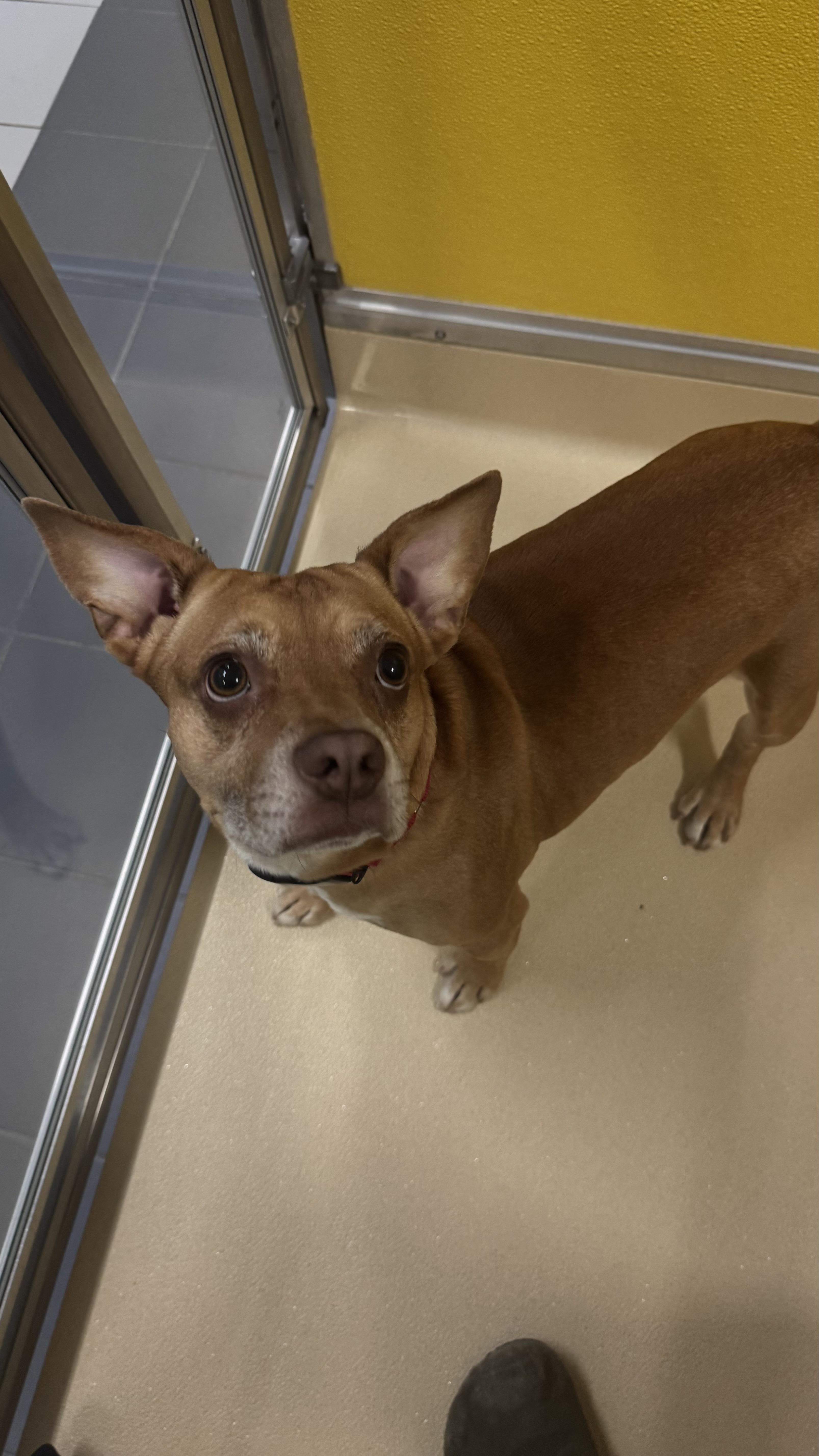 Obito, ADOPTABLE, Adult Male Boston Terrier & Schnauzer.