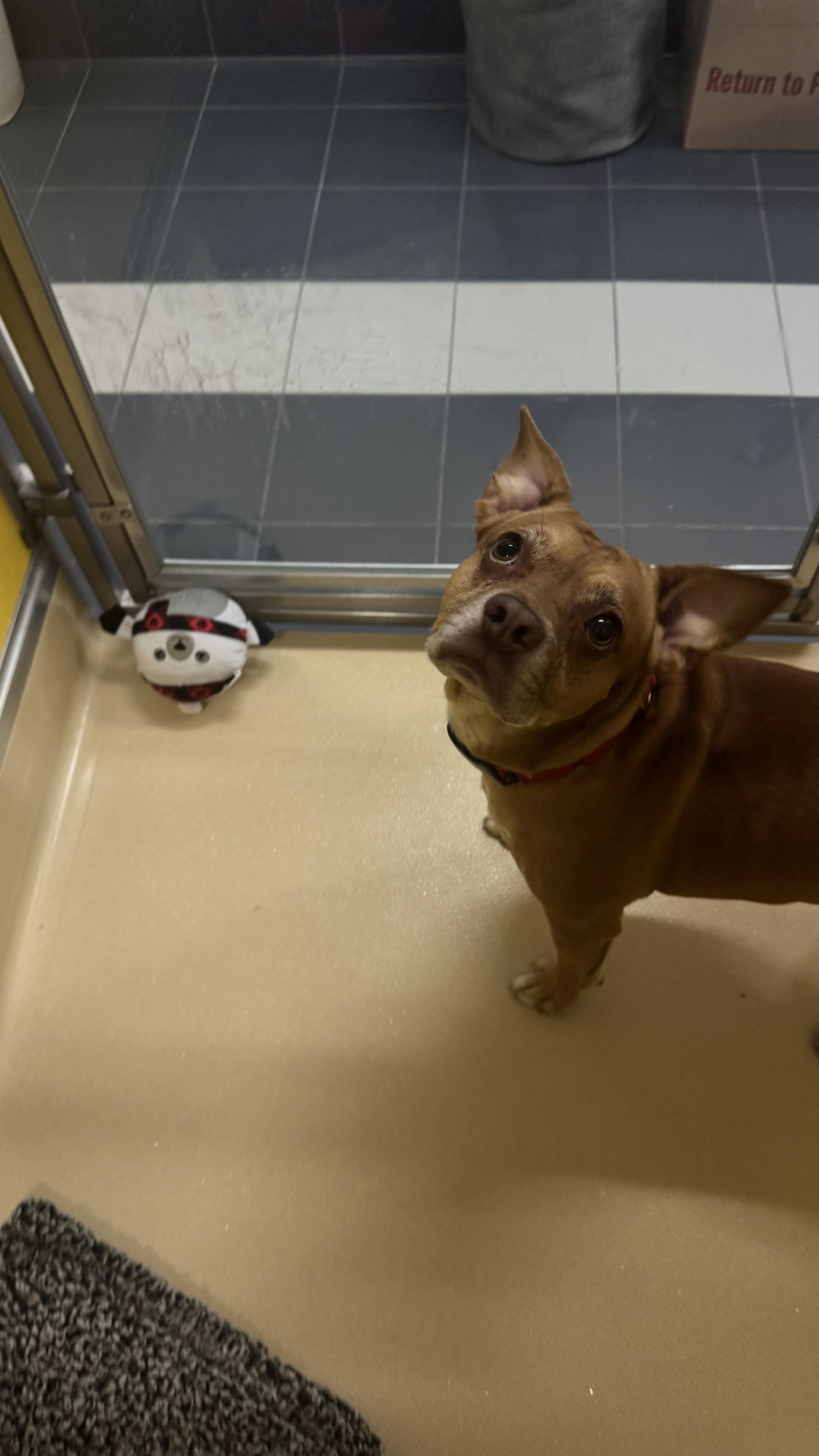 Enlarge Obito, a ADOPTABLE mixed breed in Fall River, MA image 4/5