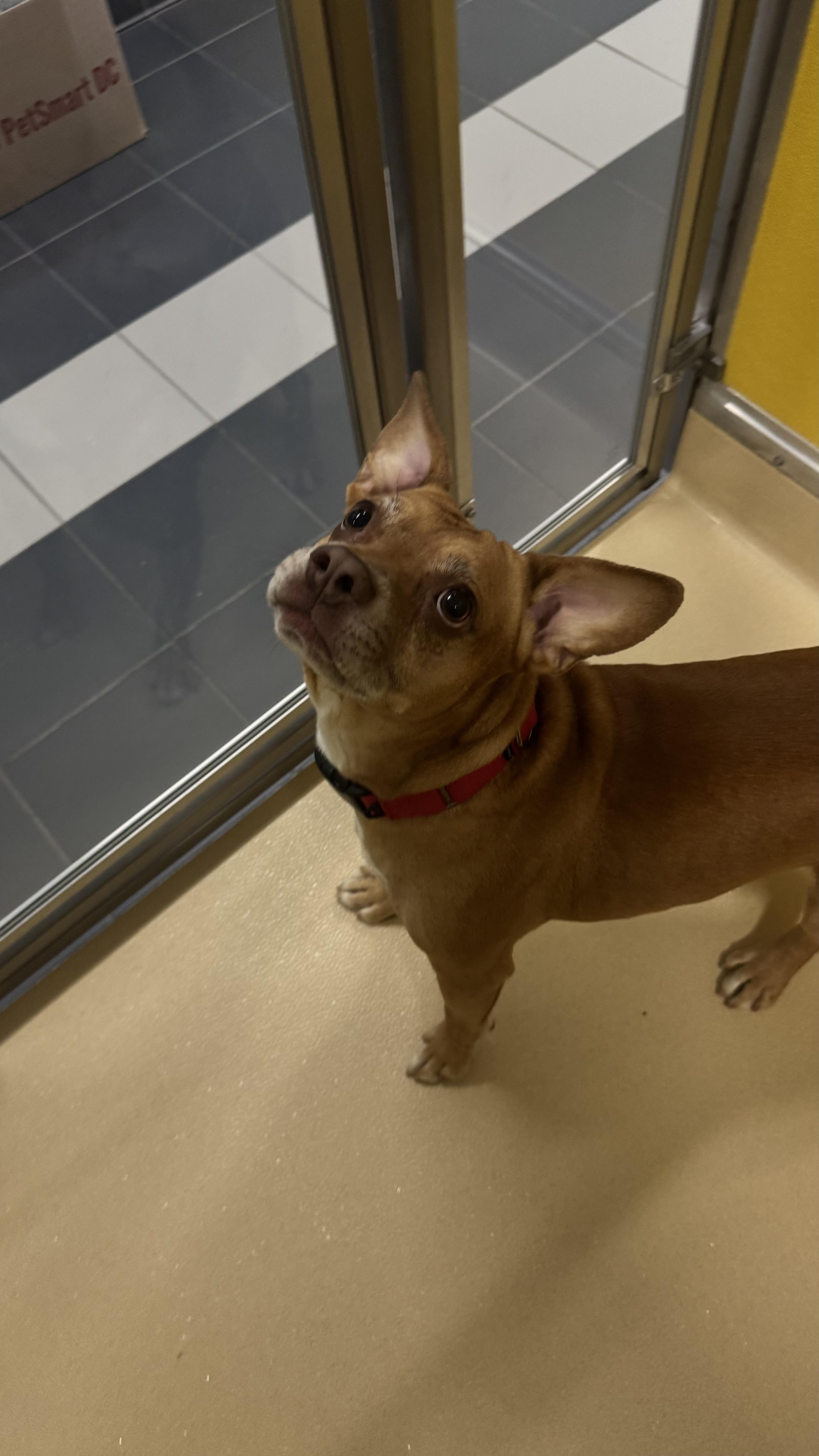 Enlarge Obito, a ADOPTABLE mixed breed in Fall River, MA image 3/5