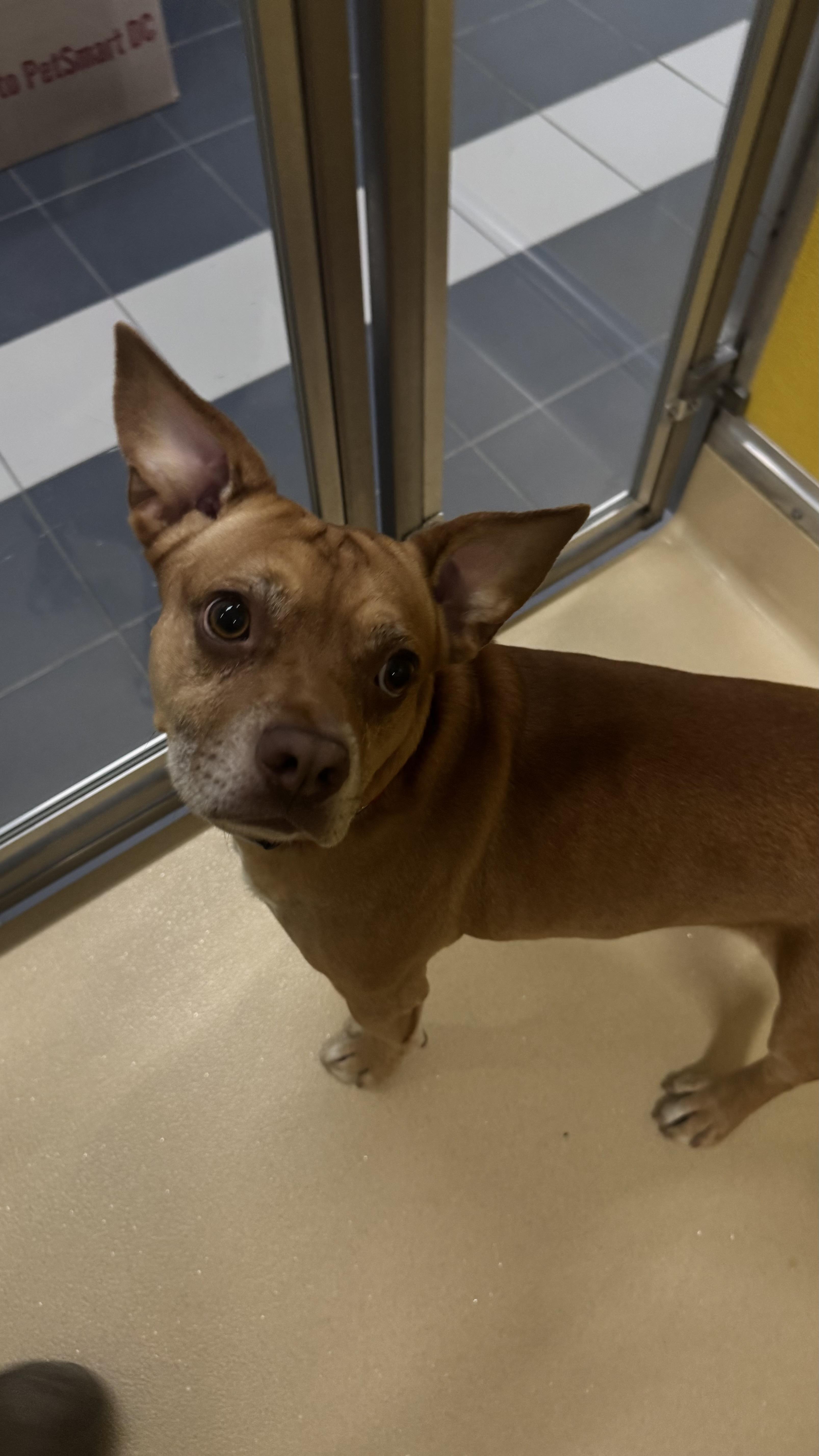 Enlarge Obito, a ADOPTABLE mixed breed in Fall River, MA image 5/5