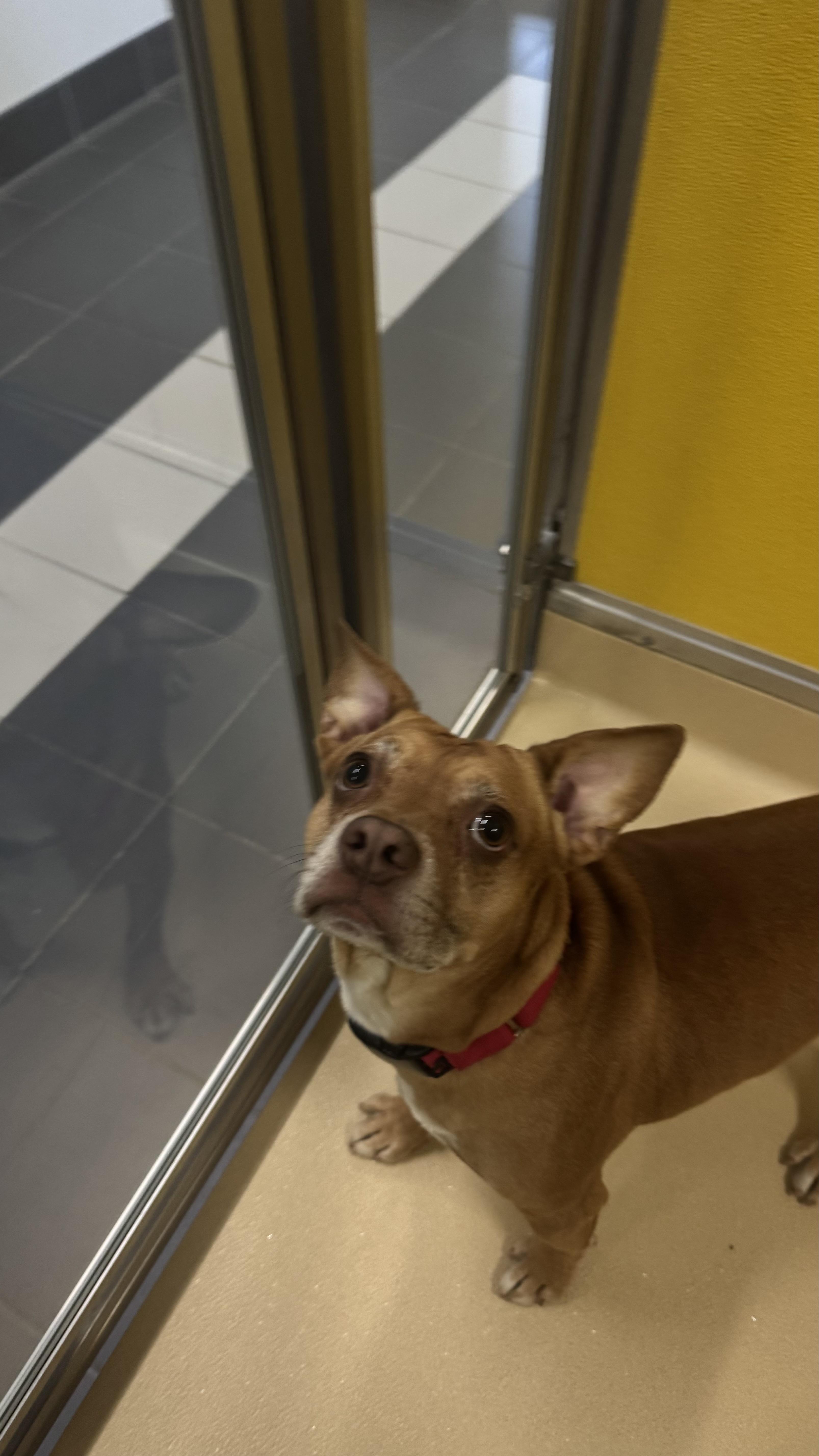 Enlarge Obito, a ADOPTABLE mixed breed in Fall River, MA image 2/5