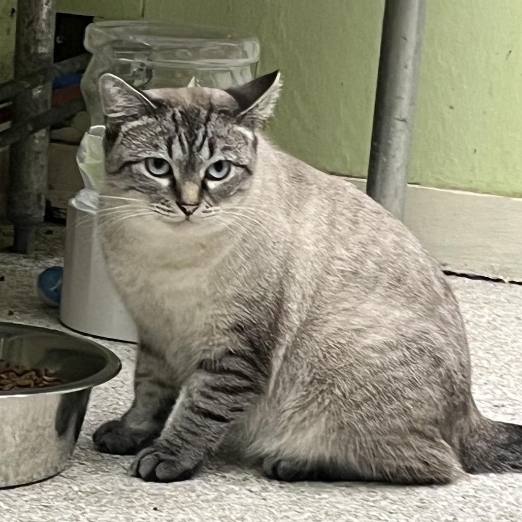 Mama Bunny, Adoptable, Adult Female Siamese.