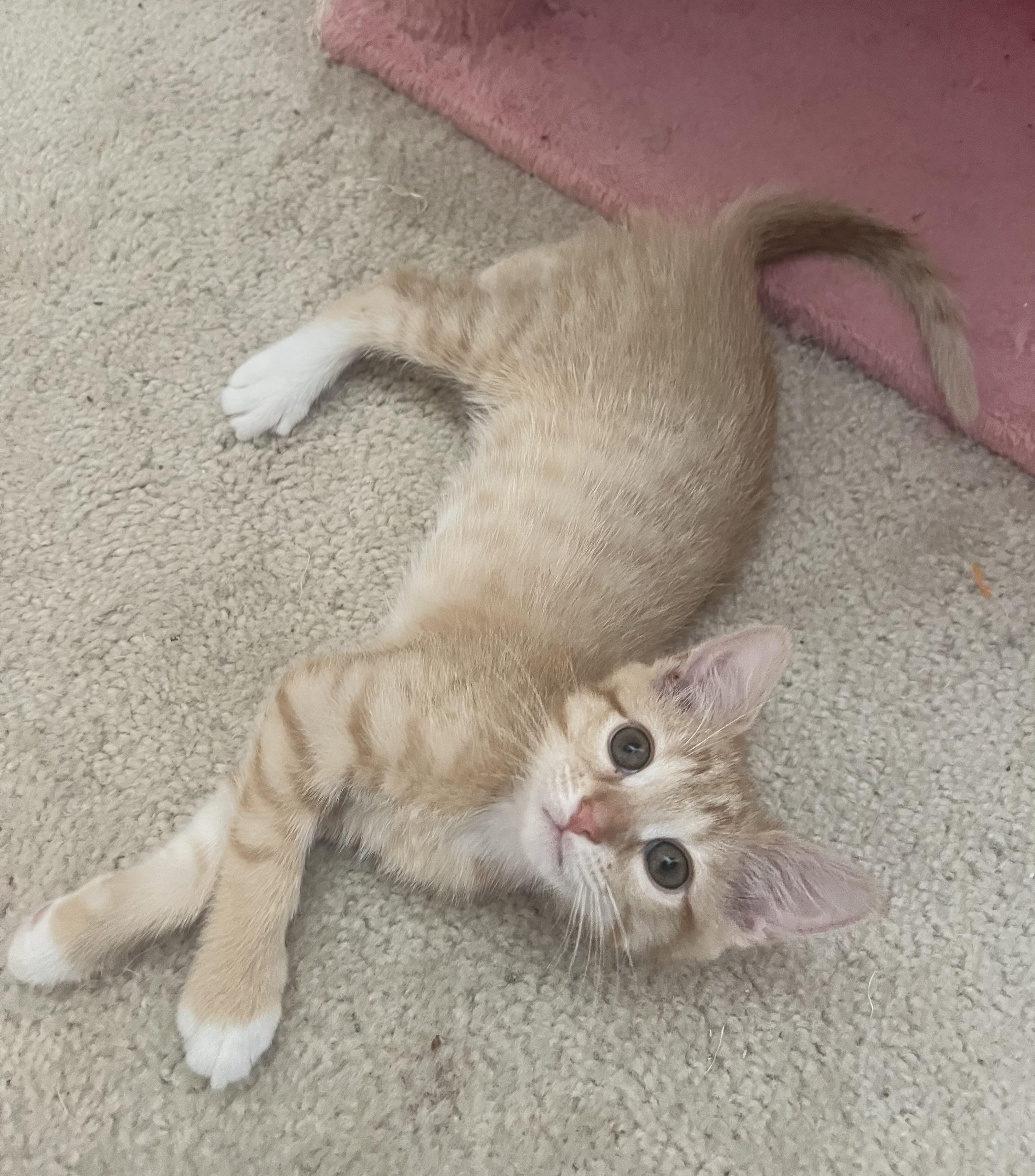 Pip, ADOPTABLE, Kitten Female American Shorthair.