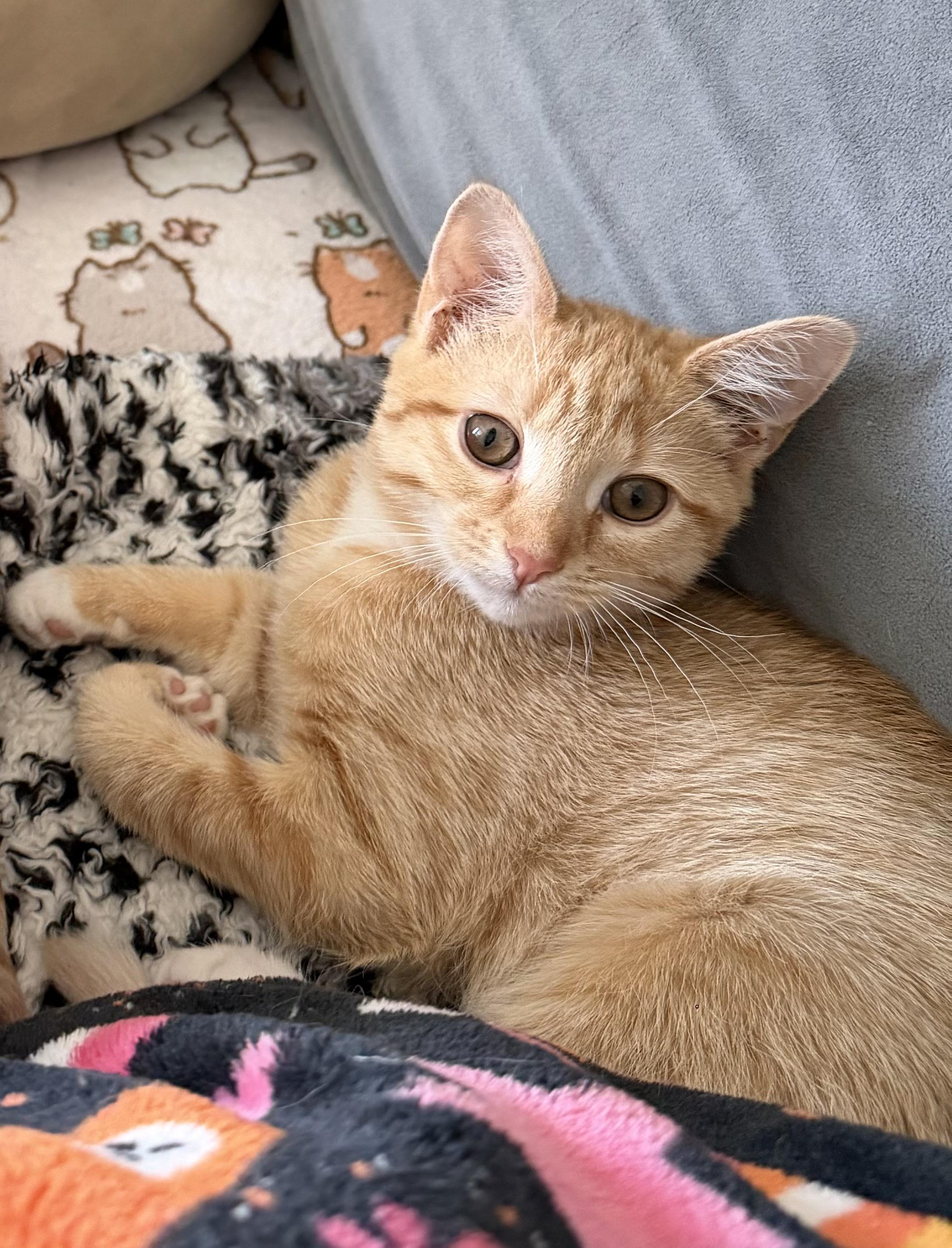 Pip, Adoptable, Kitten Female American Shorthair.