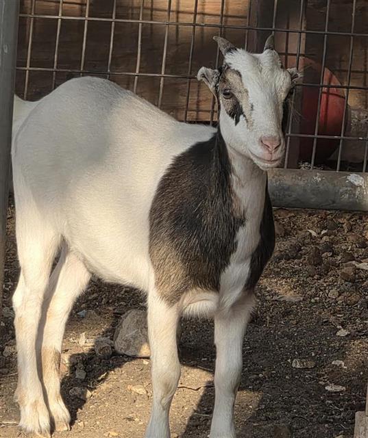 A827181, Adoptable, Adult Female Goat.
