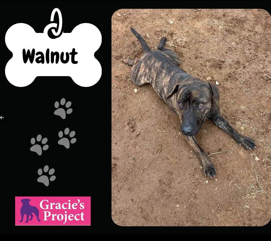 Walnut, an adoptable Plott Hound Mix in Albany, NY_image-1