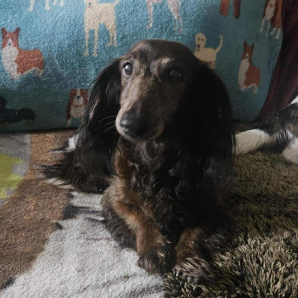 Enlarge Milo, a Adopted mixed breed in The Colony, TX image 1/3