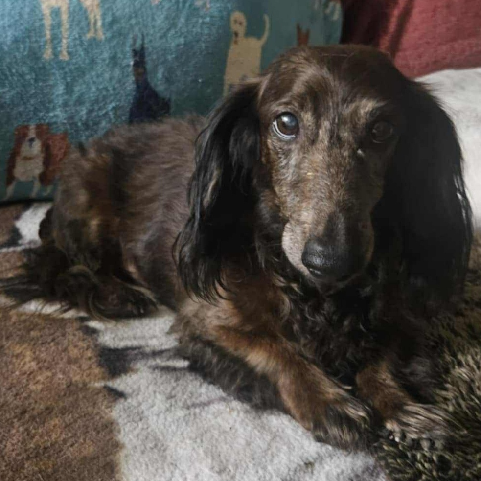 Enlarge Milo, a Adopted mixed breed in The Colony, TX image 2/3