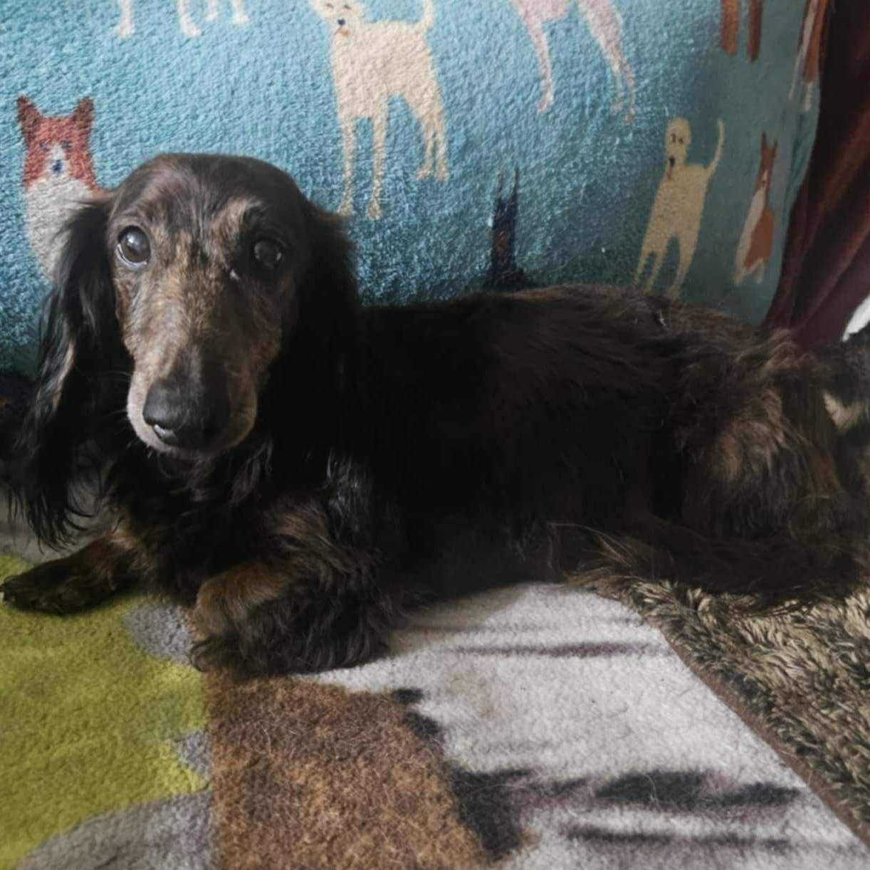 Enlarge Milo, a Adopted mixed breed in The Colony, TX image 3/3