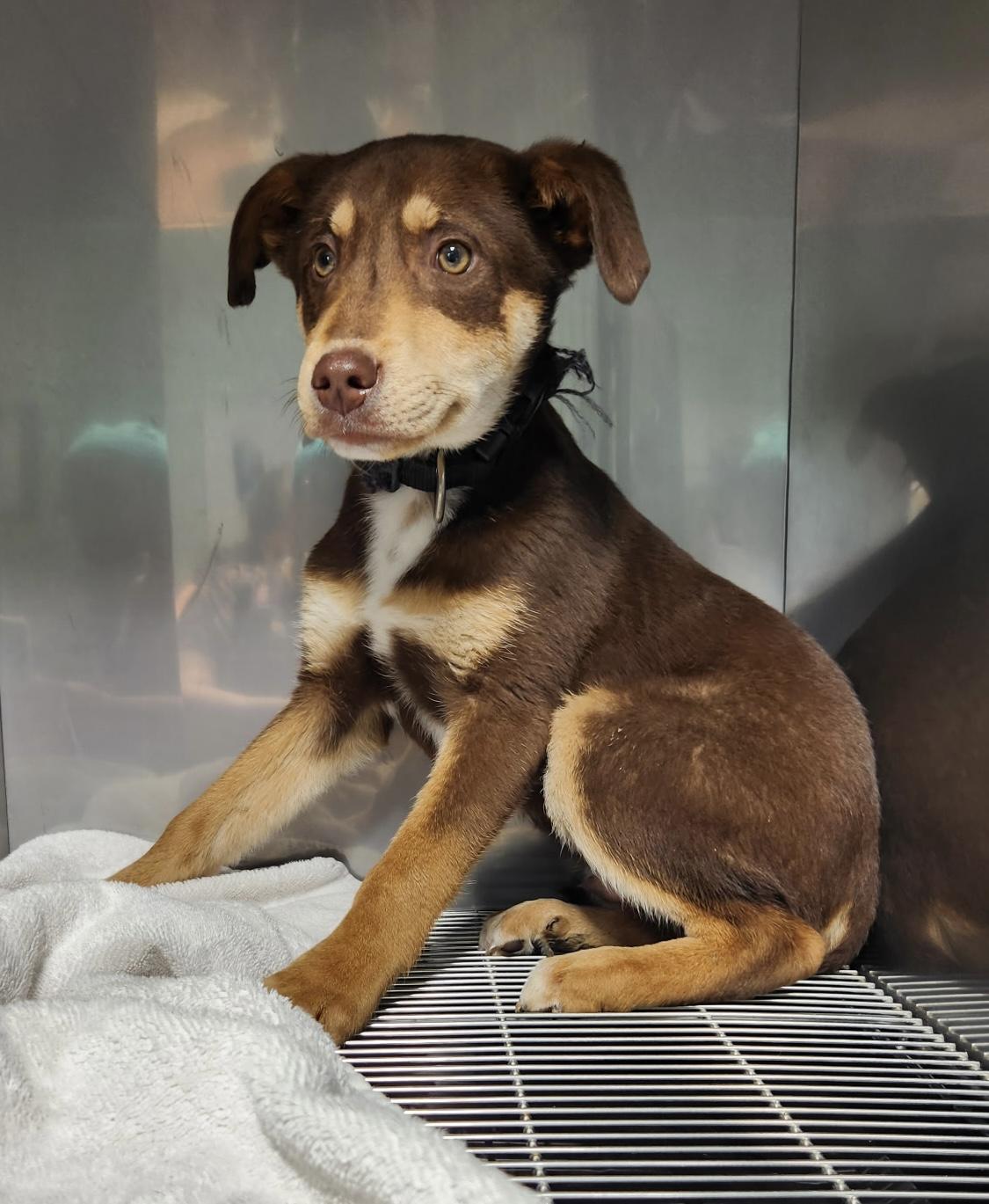 Gouda, adopted, Puppy Male Labrador Retriever & Catahoula Leopard Dog.