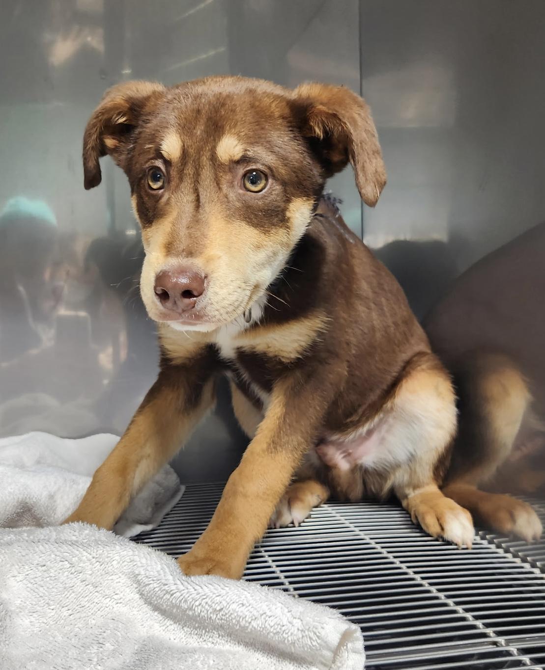 Enlarge Gouda, an adopted mixed breed in Grant, NE image 2/3