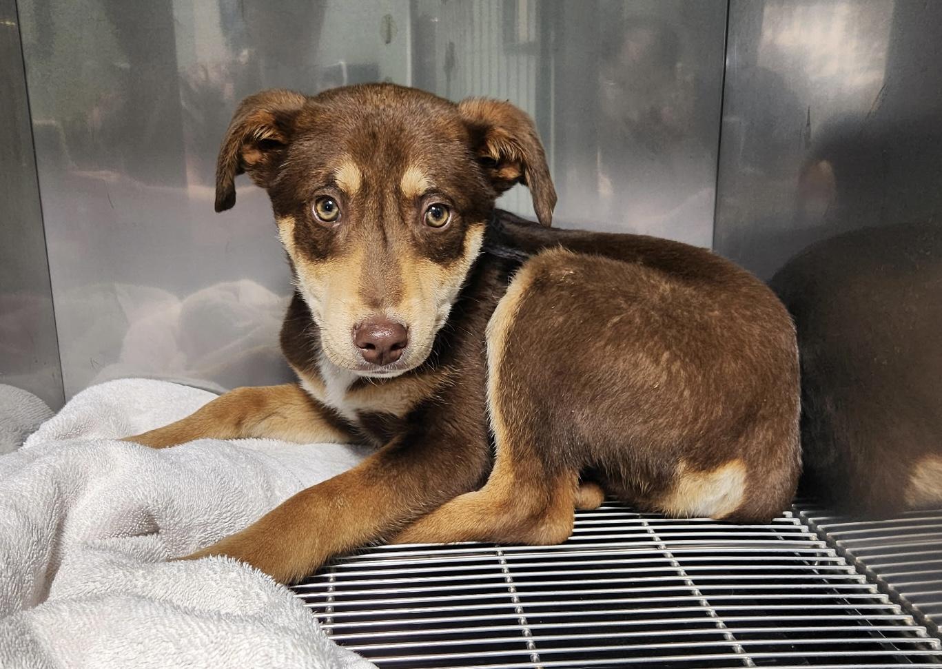 Enlarge Gouda, an adopted mixed breed in Grant, NE image 3/3