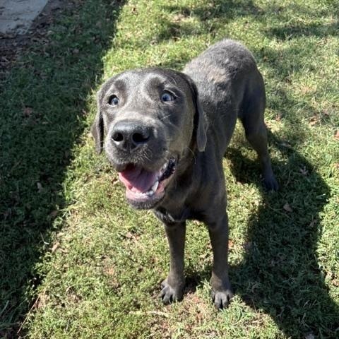 Enlarge Torpedo, a Adoptable Labrador Retriever in Dinwiddie, VA image 3/3