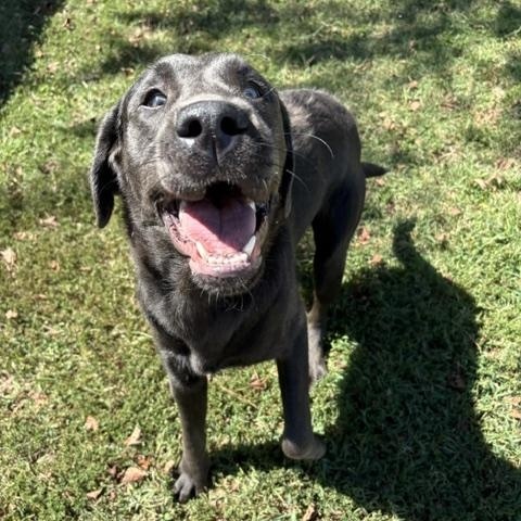 Enlarge Torpedo, a Adoptable Labrador Retriever in Dinwiddie, VA image 2/3
