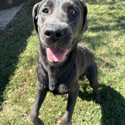 Enlarge Torpedo, a Adoptable Labrador Retriever in Dinwiddie, VA image 1/3