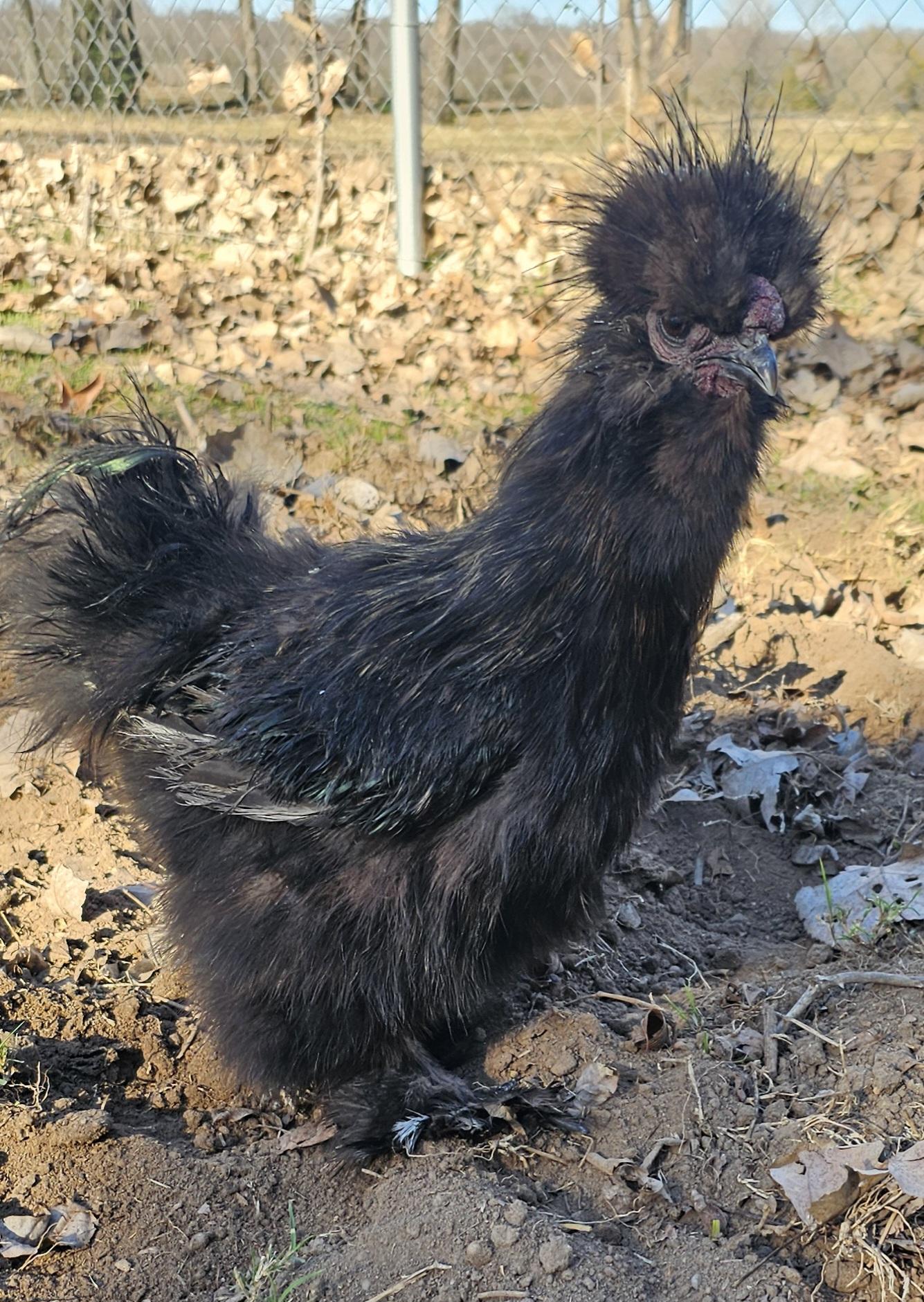 Enlarge Vecna, a ADOPTABLE Chicken in Dallas, TX image 4/4