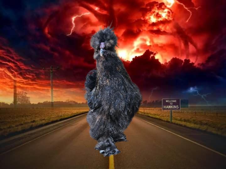 Enlarge Vecna, a ADOPTABLE Chicken in Dallas, TX image 1/4