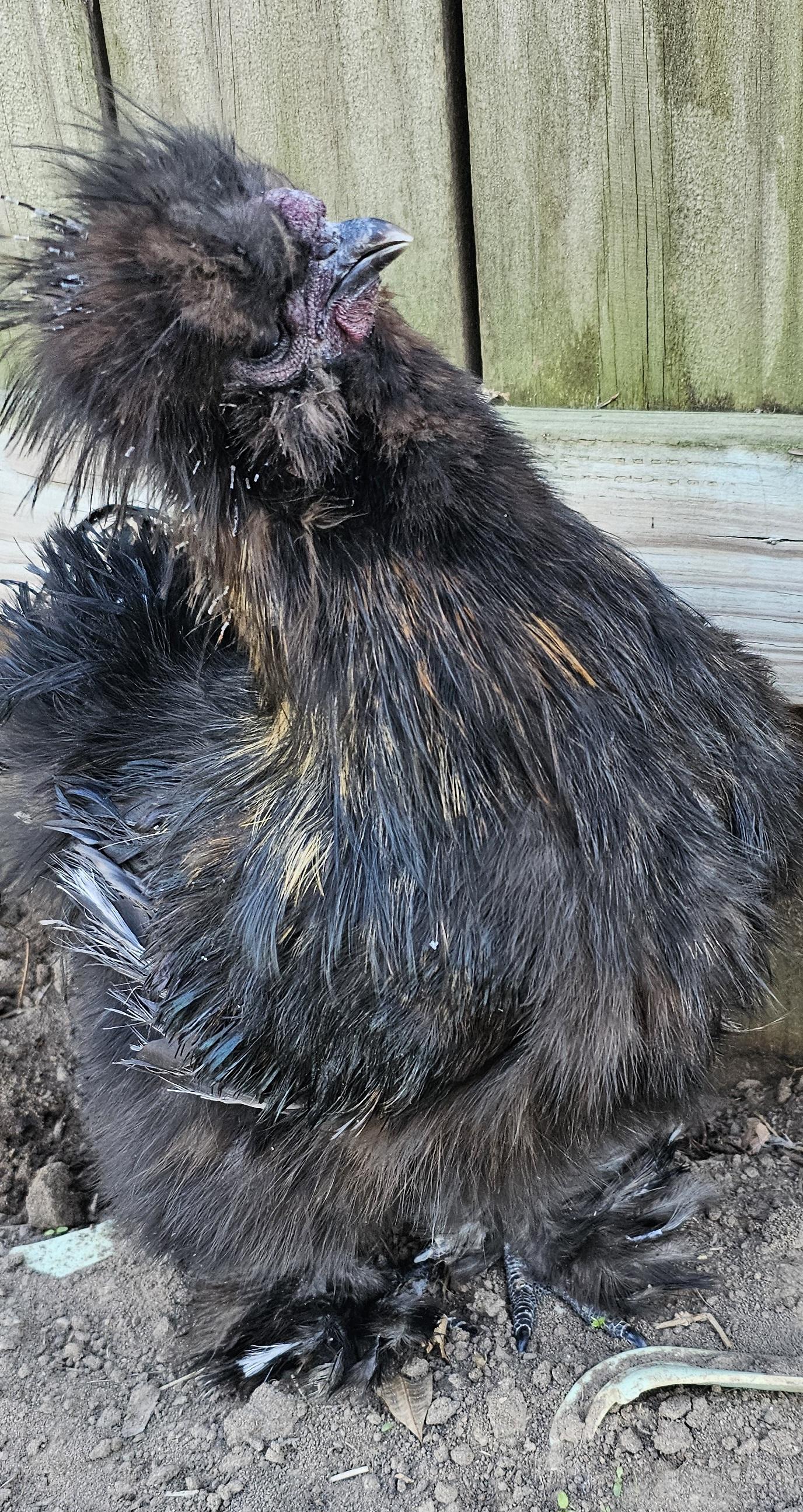 Enlarge Vecna, a ADOPTABLE Chicken in Dallas, TX image 3/4