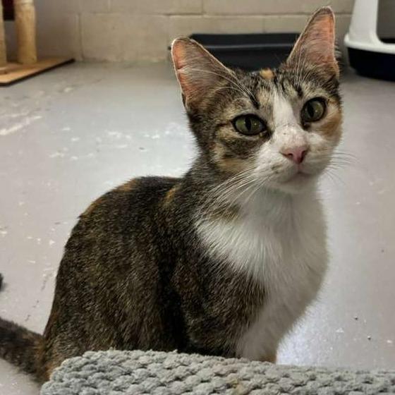 Kathy, Adoptable, Young Female Domestic Short Hair.