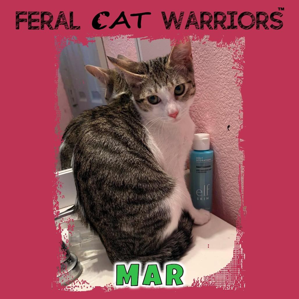 Enlarge Mar, a Adoptable Domestic Short Hair in Kingman, AZ image 1/1
