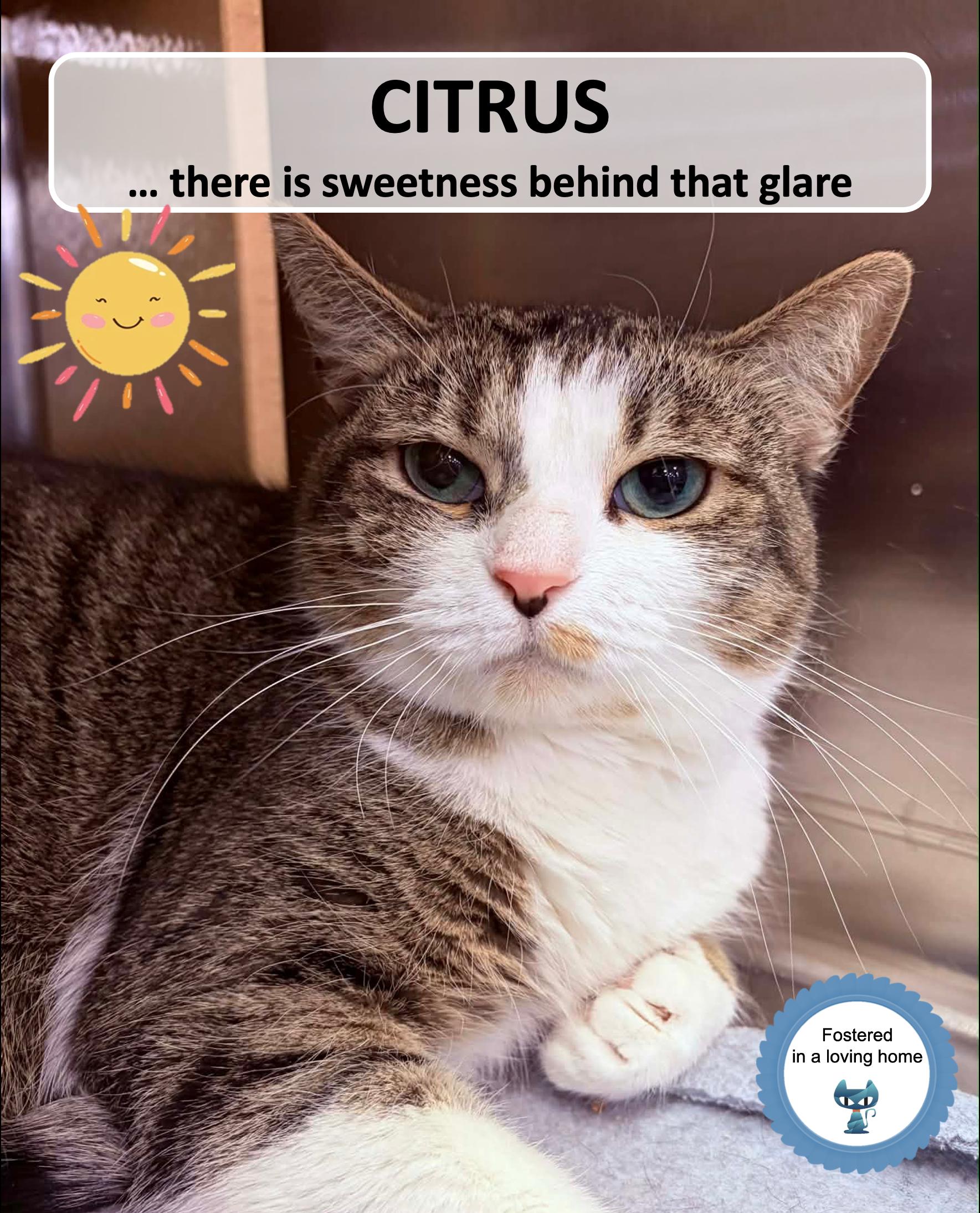 Enlarge Citrus, a ADOPTABLE Domestic Short Hair in Cincinnati, OH image 3/5