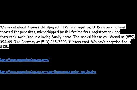 Enlarge Citrus, a ADOPTABLE Domestic Short Hair in Cincinnati, OH image 1/4