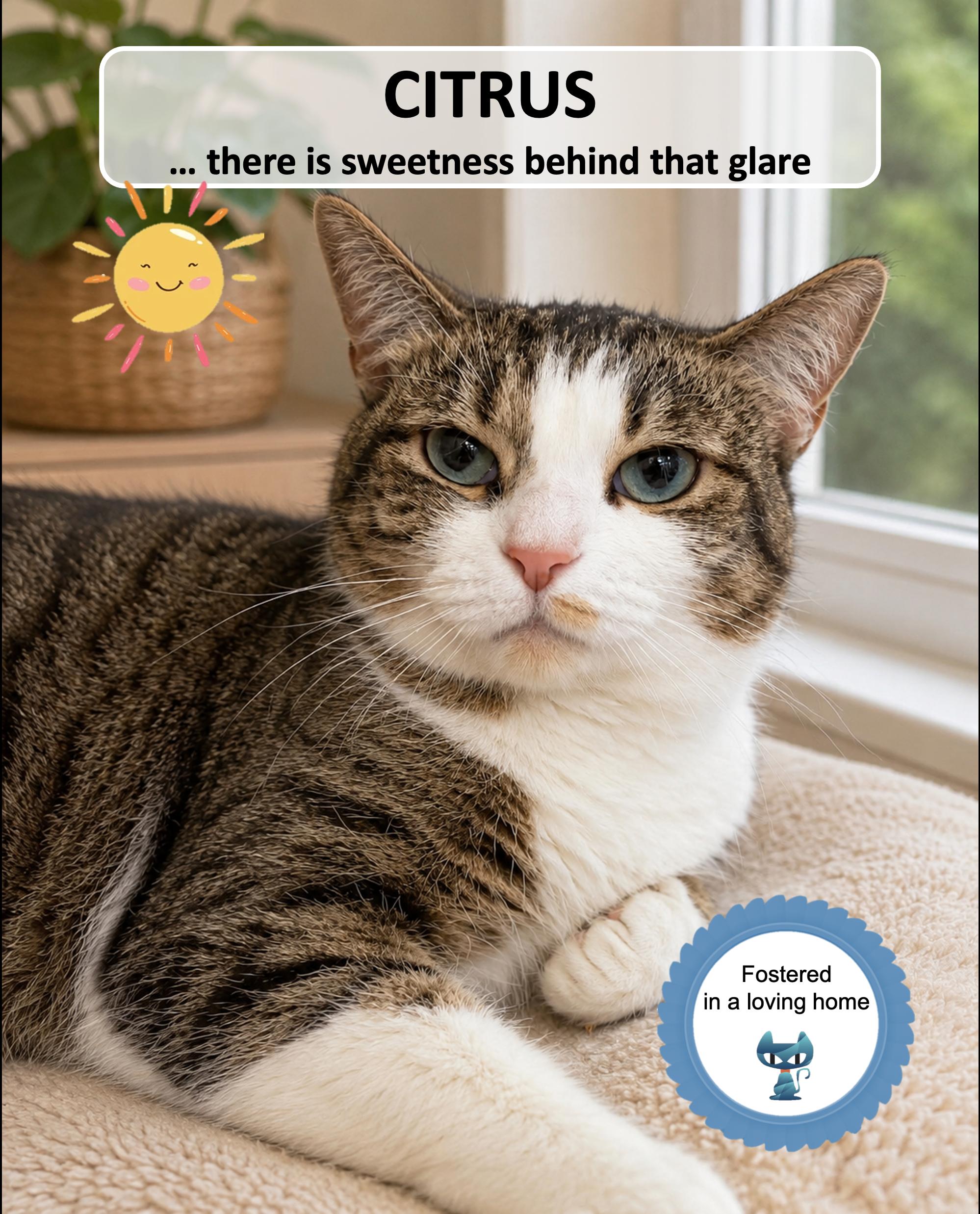 Citrus, ADOPTABLE, Adult Female Domestic Short Hair.