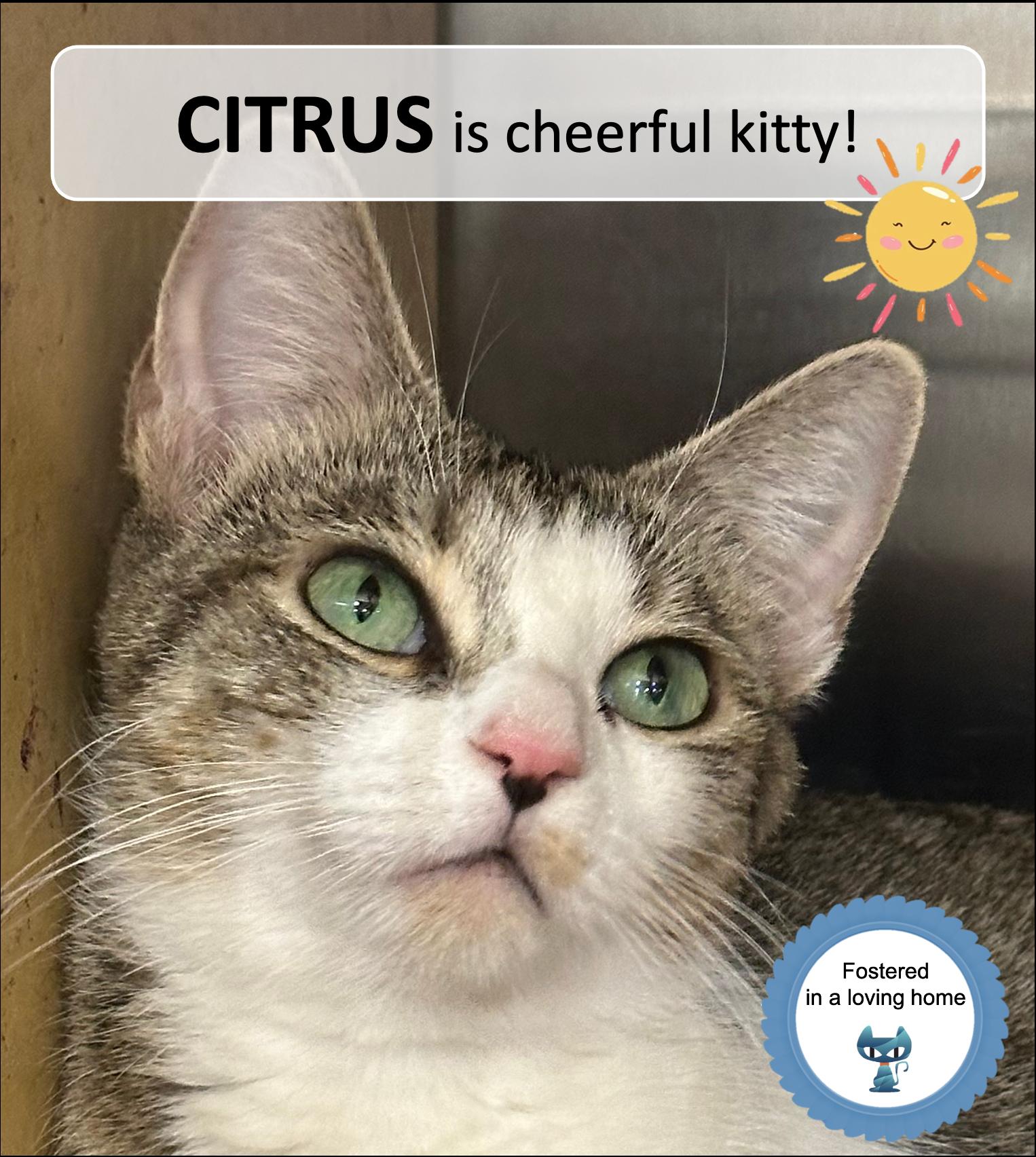 Citrus, ADOPTABLE, Adult Female Domestic Short Hair.