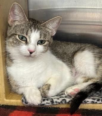 Enlarge Citrus, a ADOPTABLE Domestic Short Hair in Cincinnati, OH image 4/4