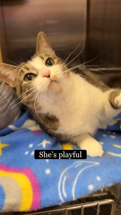 Enlarge Citrus, a ADOPTABLE Domestic Short Hair in Cincinnati, OH video 2/2