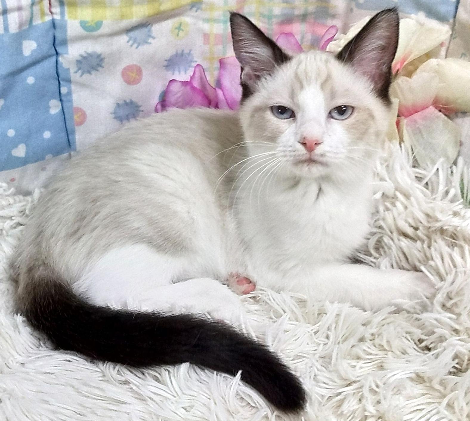 Enlarge Piper, a ADOPTABLE mixed breed in Lake Oswego, OR image 1/1