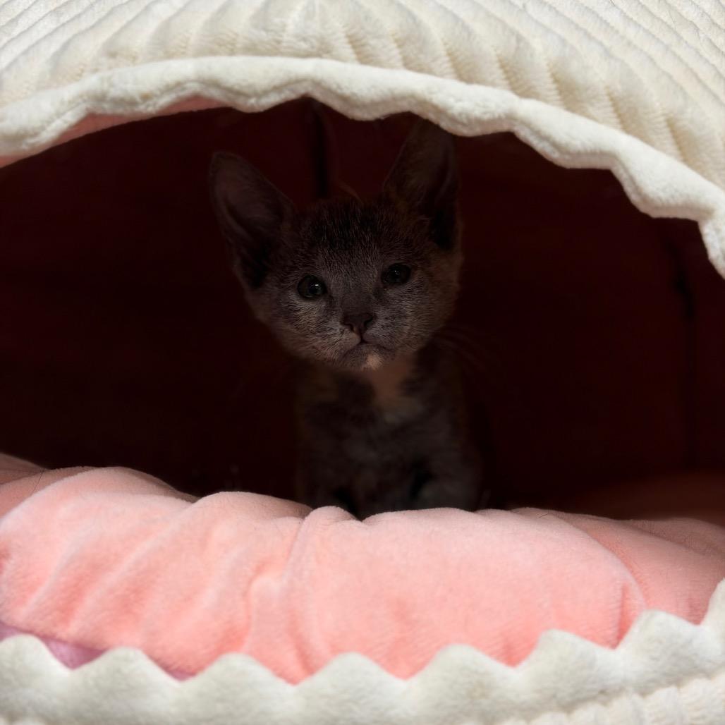 Enlarge Mouse, a Adoptable Domestic Short Hair in Fort Smith, AR image 1/4