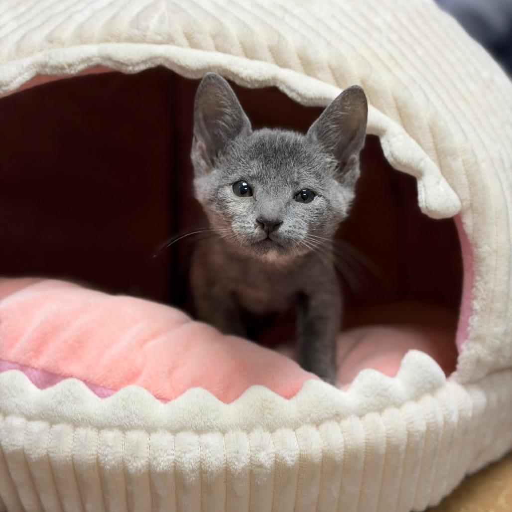 Enlarge Mouse, a Adoptable Domestic Short Hair in Fort Smith, AR image 2/4
