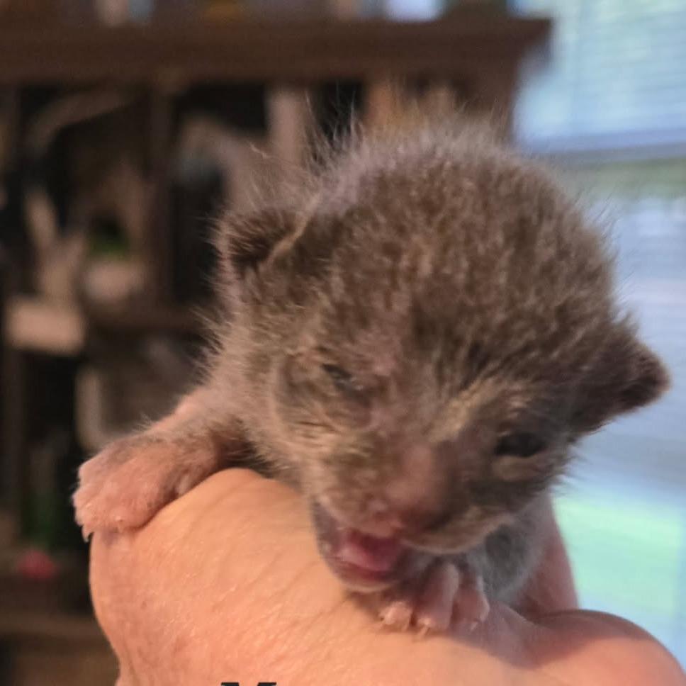 Enlarge Mouse, a Adoptable Domestic Short Hair in Fort Smith, AR image 3/4