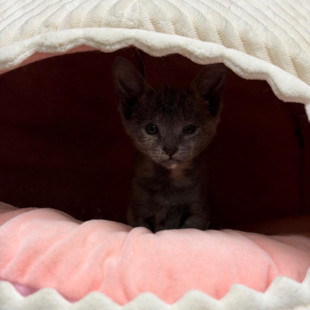Enlarge Mouse, a Adoptable Domestic Short Hair in Fort Smith, AR image 4/4