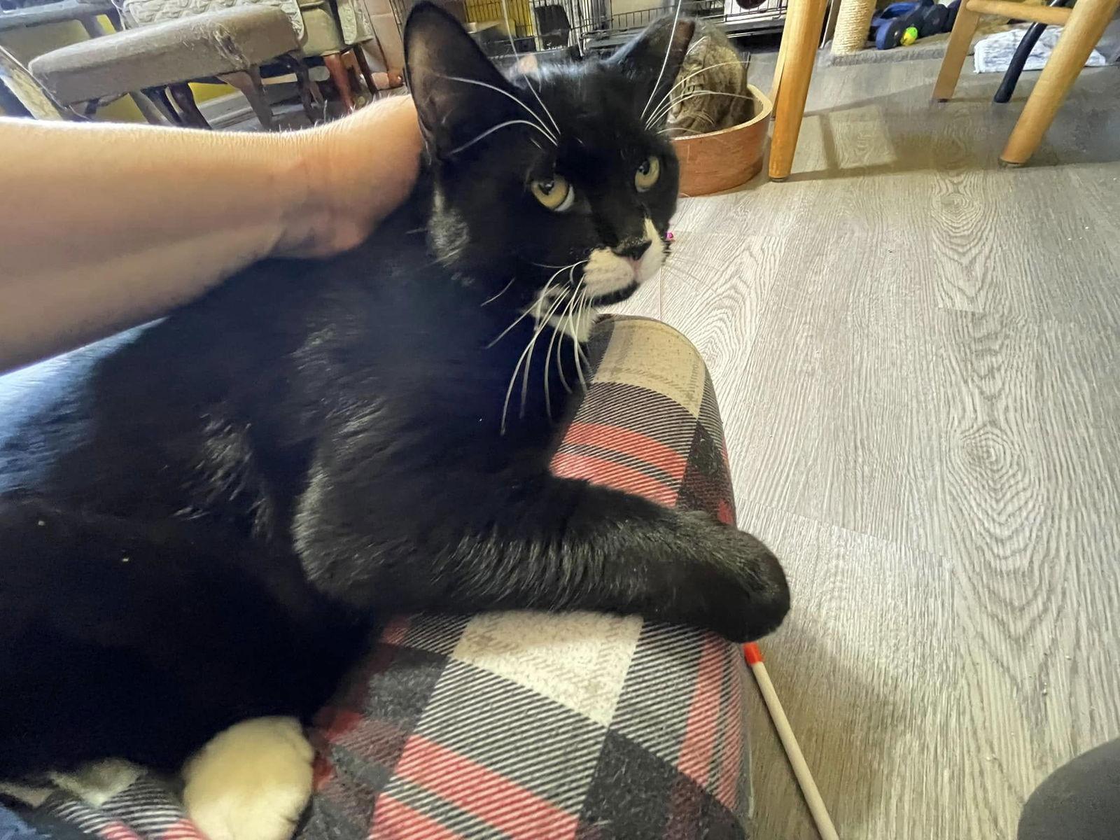 Jeremiah, Adopted, Young Male Domestic Short Hair.