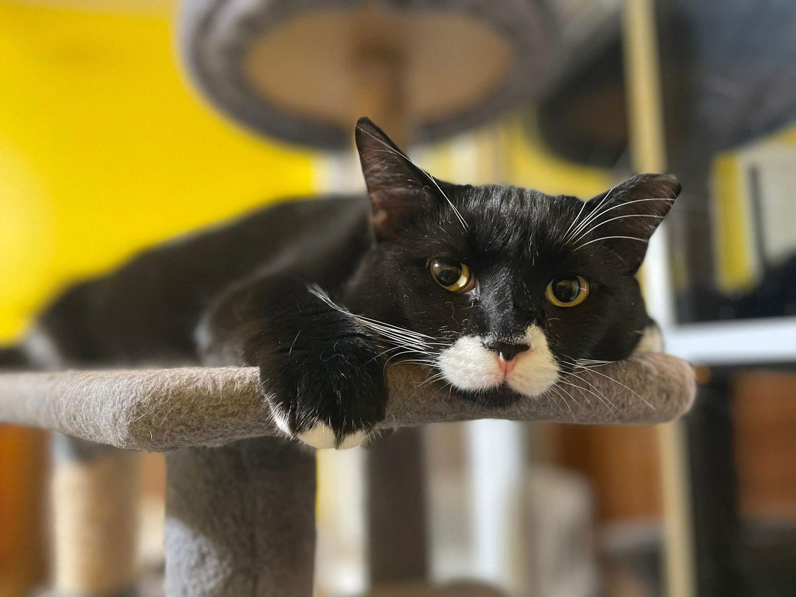 Enlarge Jeremiah, a Adopted Domestic Short Hair in Stewartsville, NJ image 2/3