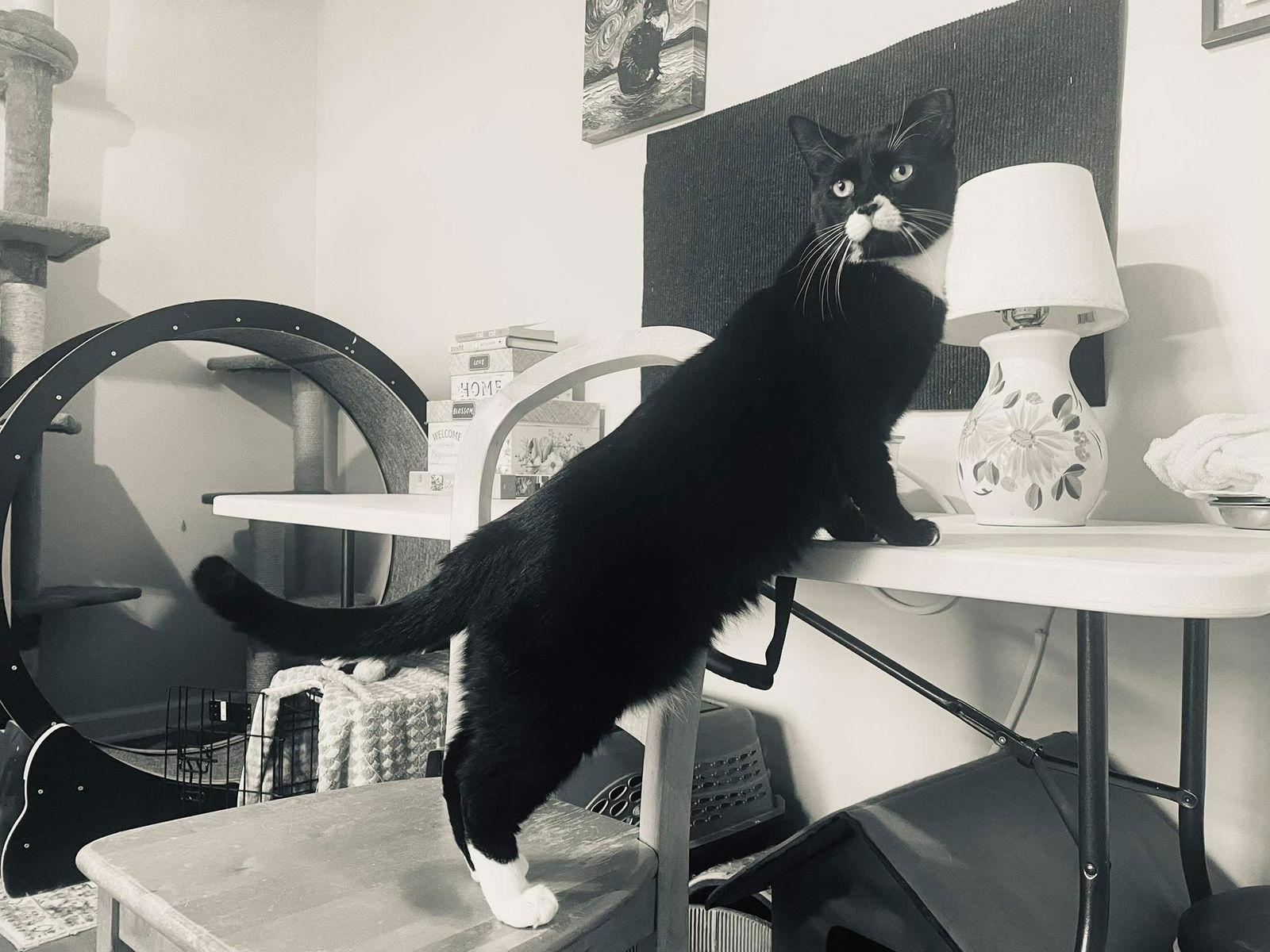 Enlarge Jeremiah, a Adopted Domestic Short Hair in Stewartsville, NJ image 3/3